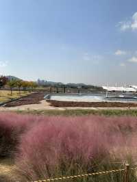 💐🍂 경기도 시흥 갯골생태공원에서 감상한 핑크뮬리 🍂💐