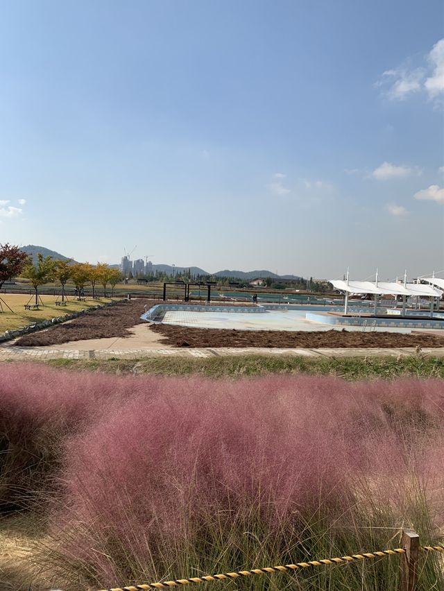 💐🍂 경기도 시흥 갯골생태공원에서 감상한 핑크뮬리 🍂💐