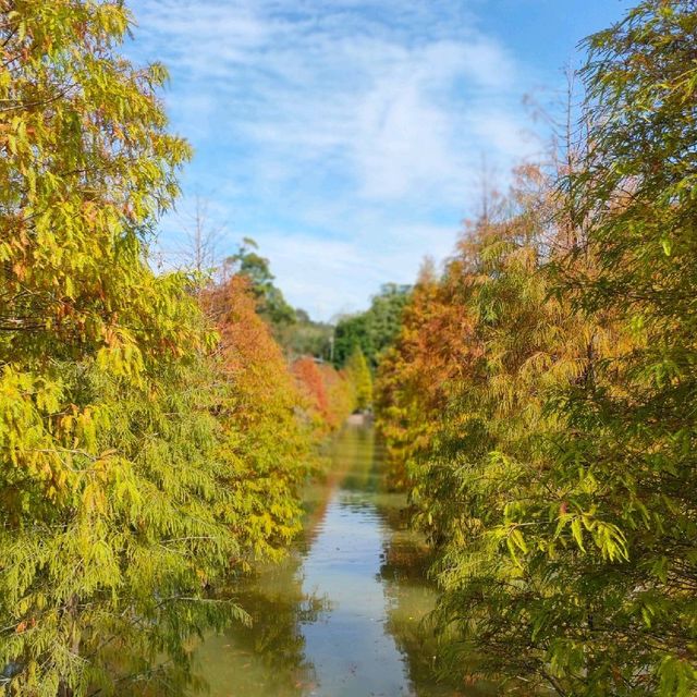 📍苗栗三灣落羽松秘境莊園🌲熱門浪漫景點