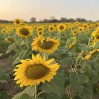 ทุ่งทานตะวัน  สระบุรี 🌻