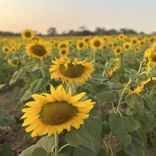 ทุ่งทานตะวัน  สระบุรี 🌻
