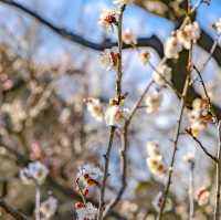 根岸森林公園の梅の花の様子