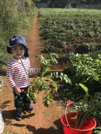 文新小農夫親子農園體驗活動～採收有機蔬菜🥬