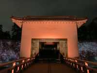 京都　SAKURA 桜めぐり❗️二条城のライトアップされた夜桜に感動❗️