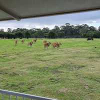 Close Encounters In Werribee