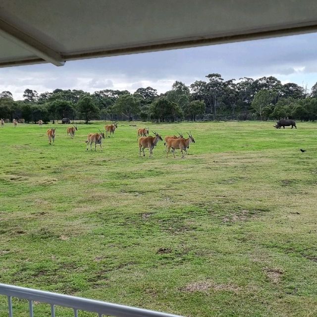 Close Encounters In Werribee