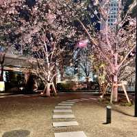 春爛漫の東京駅