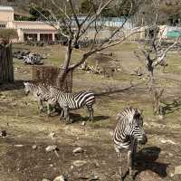 🐯とにかく動物との距離が近い🐯