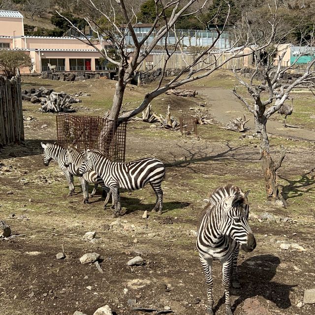 🐯とにかく動物との距離が近い🐯