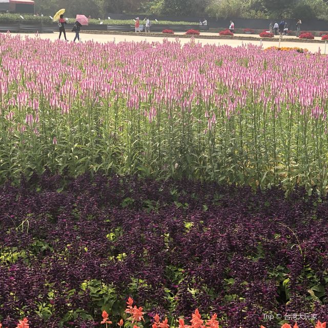 好期待花海開始