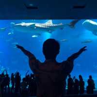 ฉลามนะชอบงับคุณ งับ งับ🦈 ที่โอกินาว่า ญี่ปุ่น 