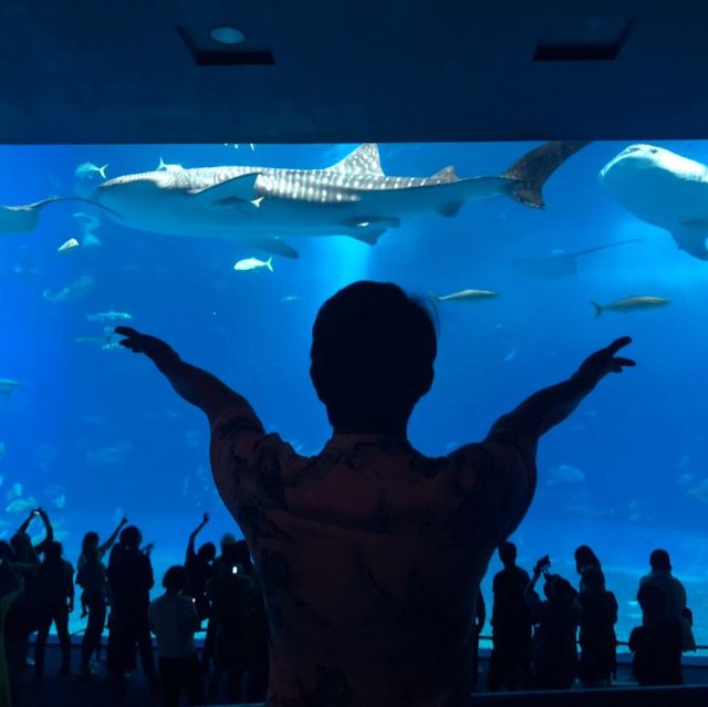 ฉลามนะชอบงับคุณ งับ งับ🦈 ที่โอกินาว่า ญี่ปุ่น 