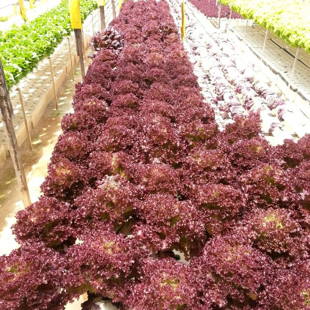 Big Red Strawberry Farm 🍓