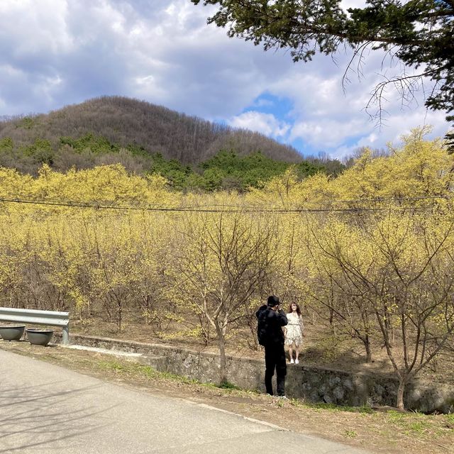 🌼노오란 산수유가 만개한 ‘이천 산수유 마을’