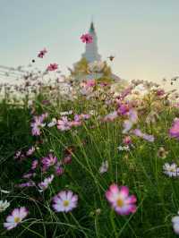 Daisies and Sunsets