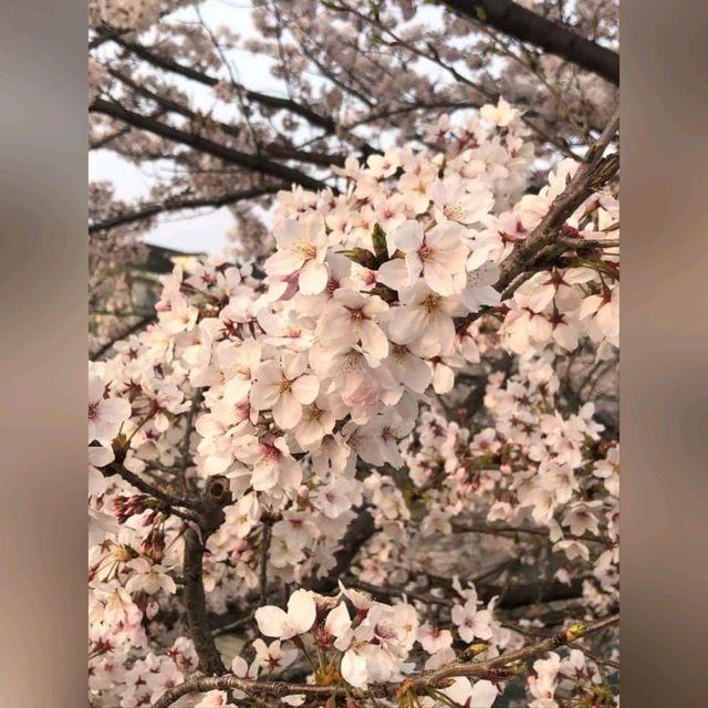 最浪漫既雨～山崎川四季の道櫻花雨