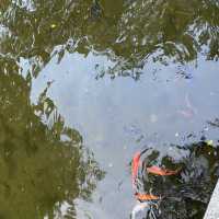 九龍公園