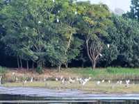 候鳥天堂。香港濕地公園 Hong Kong Wetland Park