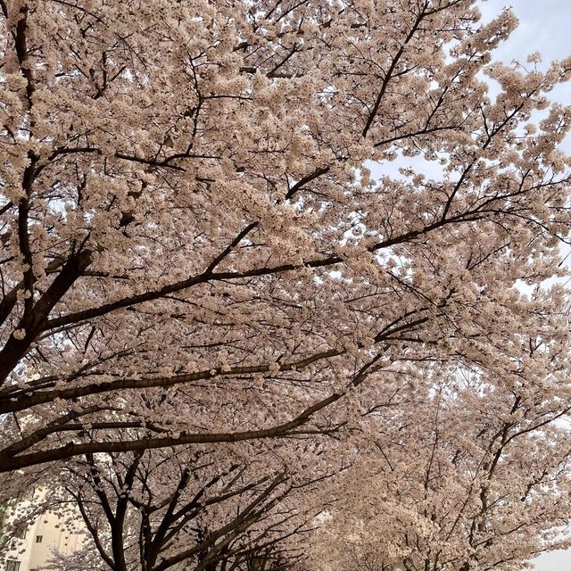 대구 데이트 핫플 추천, 벚꽃이 만개한 아양교 벚꽃길 🌸