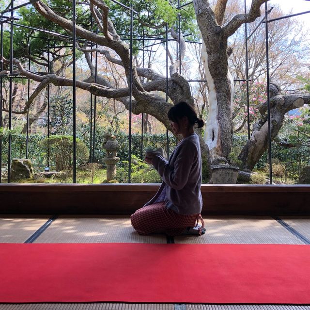일본 벚꽃놀이 시즌의 추억 가득한 교토🌸