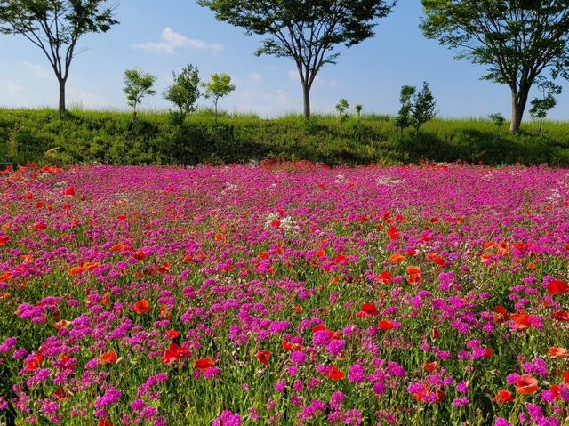 황미르랜드