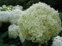 6月去東京必睇的繡球花