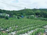 黃泥墩水塘