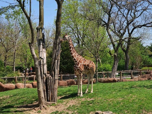 St. Louis Zoo (Red Rock Zone)