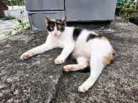 ［桃園］角板山公園