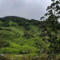 Cameron Highlands 