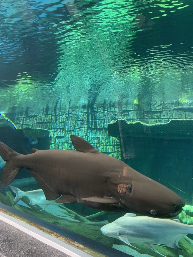 🐬Aquarium Phuket อควาเรียม ที่ใหญ่ที่สุดในภูเก็ต