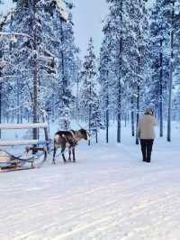 Reindeer Sleigh Ride @Lapland 