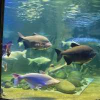 Sea World Ancol
