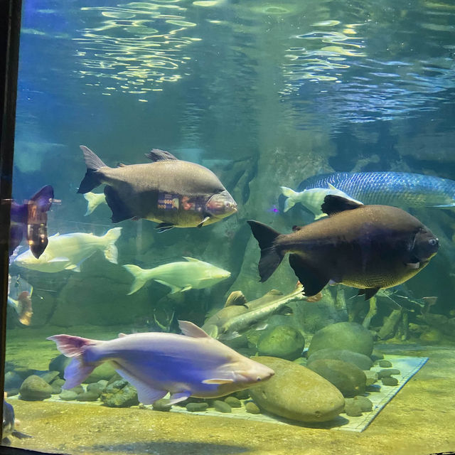 Sea World Ancol