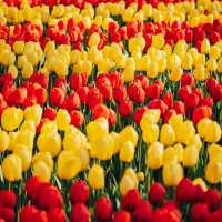 Keukenhof Holland Tulip Season