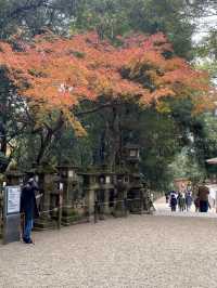 奈良県🦌世界遺産、古都奈良の文化財⛩【春日大社】