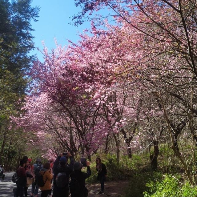 台灣武陵農場樱花季