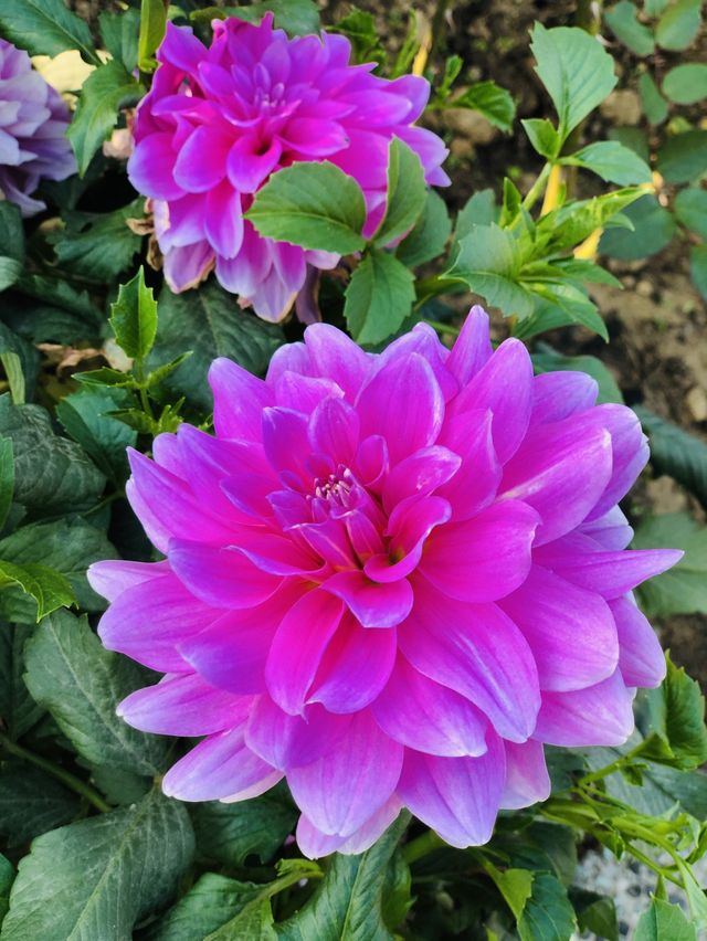 🌻🌼夢幻花園🌺🌸台北玫瑰園🌹🌷Taipei Rose Garden