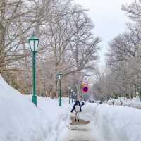 冬の北海道大学巡り