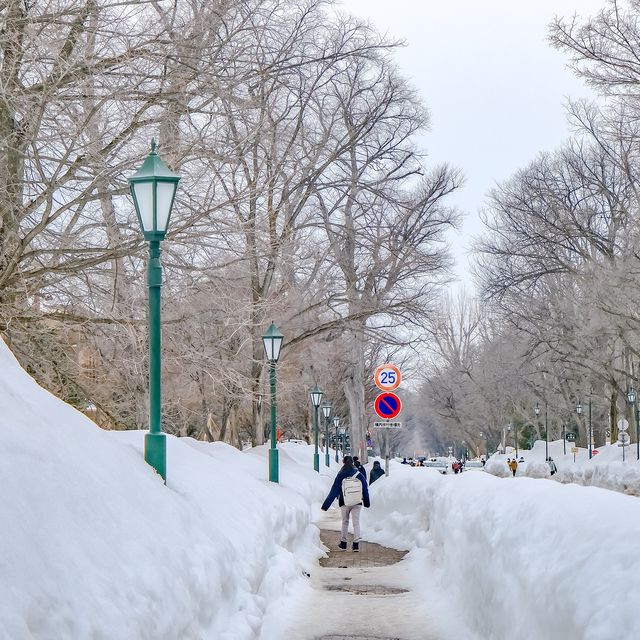 冬の北海道大学巡り