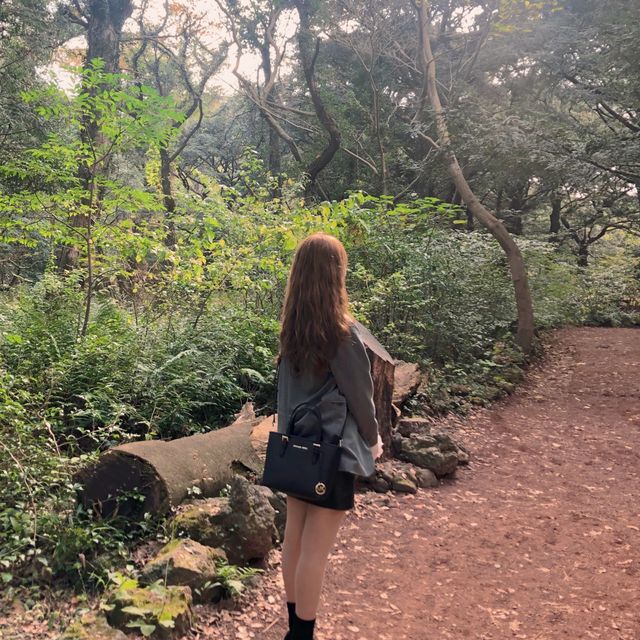 제주 산책길 추천 “비자림”