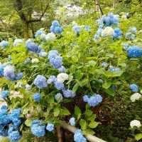 奈良あじさいスポット矢田寺