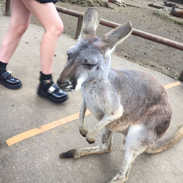 富士サファリパークのかわいい動物たち