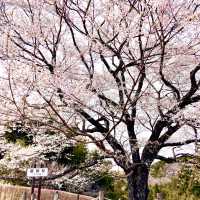 岡山県　醍醐桜🌸