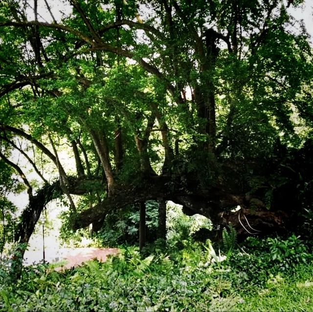 The Raffles Garden At Fort Canning Park