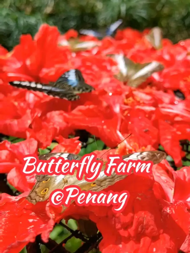 Butterfly Farm by Entopia in Penang 