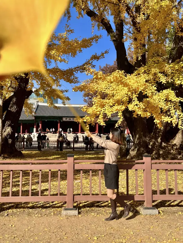 이렇게 찍어보세요! 가을 단풍사진 꿀팁🍁🍂✨