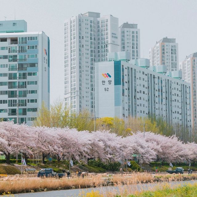 벚꽃 시즌에는 부산으로!