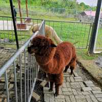 Alpaca Club