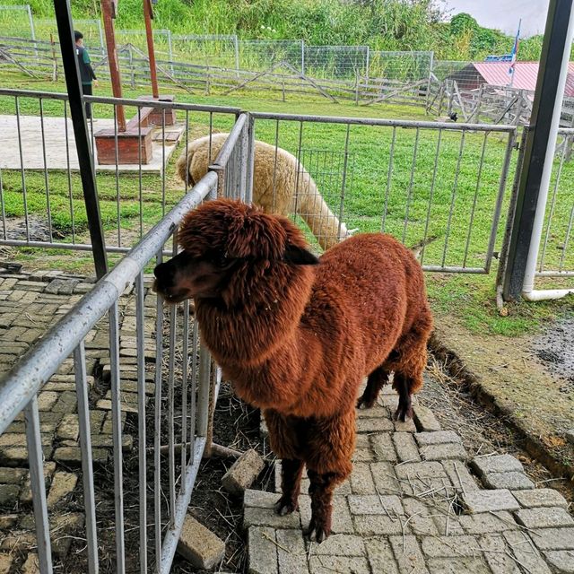 Alpaca Club